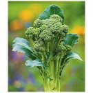 60 PCS Seeds Natural Organic Broccoli Vegetable