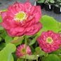 5 PCS Seeds Nelumbo nucifera ‘Crimson Velvet’ Lotus