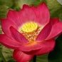5 PCS Seeds Nelumbo nucifera ‘Crimson Velvet’ Lotus
