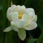 5 PCS Seeds Nelumbo Nucifera ‘Empress’ Lotus