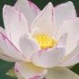 5 PCS Seeds Nelumbo Nucifera ‘Empress’ Lotus