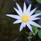 1 PCS Seeds Nelumbo Nucifera Dark Blue Lotus Flowers New Variety