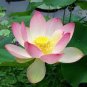 1 PCS Seeds Nelumbo Nucifera Dark Blue Lotus Flowers New Variety