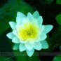 1 PCS Seeds Nelumbo Nucifera Dark Blue Lotus Flowers New Variety