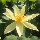 5 PCS Seeds Nelumbo nucifera ‘Sunburst’ Lotus 5 PCS Seeds Nelumbo nucifera ‘Sunburst’ Lotus