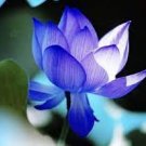 1 PCS Seeds Nelumbo Nucifera Dark Blue Lotus Flowers New Variety