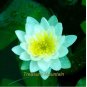 1 PCS Seeds Nelumbo Nucifera Dark Blue Lotus Flowers New Variety