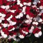 30 PCS Seeds Nemesia Strumosa Danish Flag Flower