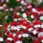30 PCS Seeds Nemesia Strumosa Danish Flag Flower