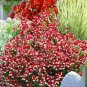 30 PCS Seeds Nemesia Strumosa Danish Flag Flower