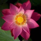 1 PCS Seeds Nelumbo Nucifera Dark Red Lotus Flowers New Variety 1 PCS Seeds Nelumbo Nucifera Dark Red Lotus Flowers New Variety