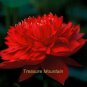 1 PCS Seeds Nelumbo Nucifera Dark Red Lotus Flowers New Variety