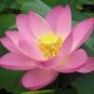 1 PCS Seeds Nelumbo Nucifera Lotus ''Hong Yan'' Water Lily Flower