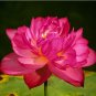 1 PCS Seeds Nelumbo Nucifera Lotus ''Hong Yan'' Water Lily Flower