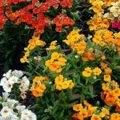 30 PCS Seeds Nemesia Strumosa Flower 30 PCS Seeds Nemesia Strumosa Flower