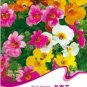 30 PCS Seeds Nemesia Strumosa Flower