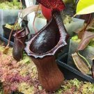 2 PCS Seeds Nepenthes Bongso