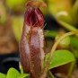 2 PCS Seeds Nepenthes Bongso