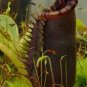2 PCS Seeds Nepenthes Bongso