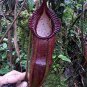 2 PCS Seeds Nepenthes Bongso