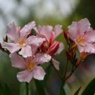 50 PCS Seeds Nerium Flower Seeds Oleander Potted Plants Easy Growing