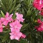 50 PCS Seeds Nerium Flower Seeds Oleander Potted Plants Easy Growing