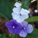 20 PCS Seeds New a Bag Rare Deep Blue Brunfelsia