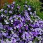 20 PCS Seeds New a Bag Rare Deep Blue Brunfelsia