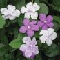 20 PCS Seeds New a Bag Rare Deep Blue Brunfelsia