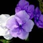 20 PCS Seeds New a Bag Rare Deep Blue Brunfelsia