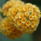 50 PCS Seeds New Arrival Imported Butterfly Bush Bonsai Buddleia Davidii Mix Flower Bonsai