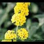 50 PCS Seeds New Arrival Imported Butterfly Bush Bonsai Buddleia Davidii Mix Flower Bonsai