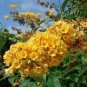 50 PCS Seeds New Arrival Imported Butterfly Bush Bonsai Buddleia Davidii Mix Flower Bonsai