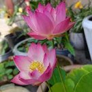 1 PCS Seeds New Bonsai Balcony Red Multi-petalled Lotus Flower 1 PCS Seeds New Bonsai Balcony Red Multi-petalled Lotus Flower