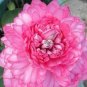 1 PCS Seeds New Bonsai Balcony Red Multi-petalled Lotus Flower
