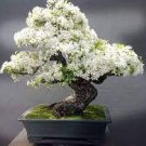 50 PCS Seeds New Bonsai Mixed Rieger Begonias Beautiful Bonsai Multi-Flap Flowers