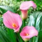 100 PCS Seeds New Calla Lily Root Lilies Perennial Gardening Summer Flower