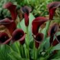 100 PCS Seeds New Calla Lily Root Lilies Perennial Gardening Summer Flower