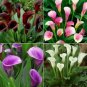100 PCS Seeds New Calla Lily Root Lilies Perennial Gardening Summer Flower