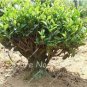 10 PCS Seeds New Crop Chinese Green Tee Tree