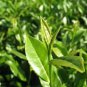 10 PCS Seeds New Crop Chinese Green Tee Tree