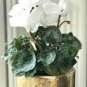 100 PCS Seeds New Cyclamen Flower
