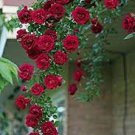50 PCS Seeds New Dark Red Climbing Rose Plant