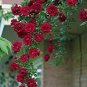50 PCS Seeds New Dark Red Climbing Rose Plant