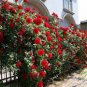 50 PCS Seeds New Dark Red Climbing Rose Plant