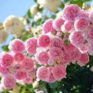 50 PCS Seeds New Dawn White Pink Climbing Rose Plant Flower 50 PCS Seeds New Dawn White Pink Climbing Rose Plant Flower