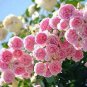 50 PCS Seeds New Dawn White Pink Climbing Rose Plant Flower