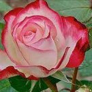 50 PCS Seeds New Fichier Rose Hybrid and Bud Flower Bonsai 50 PCS Seeds New Fichier Rose Hybrid and Bud Flower Bonsai