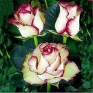 100 PCS Seeds New Fire and Ice Rose