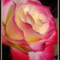 100 PCS Seeds New Fire and Ice Rose